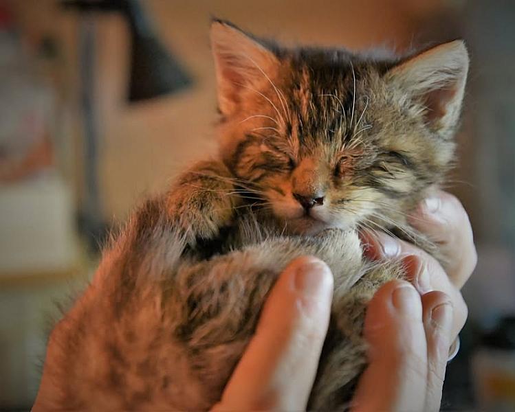 Kattenpraat