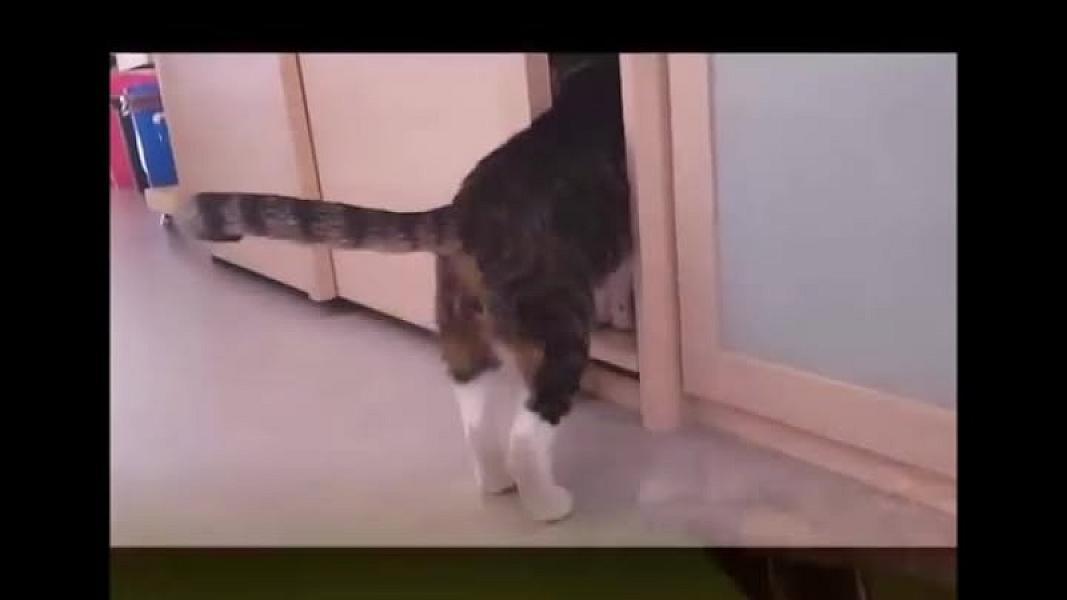 Kattenpraat