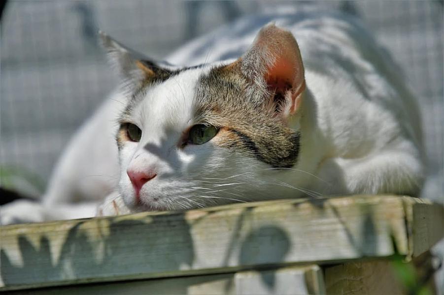 Kattenpraat