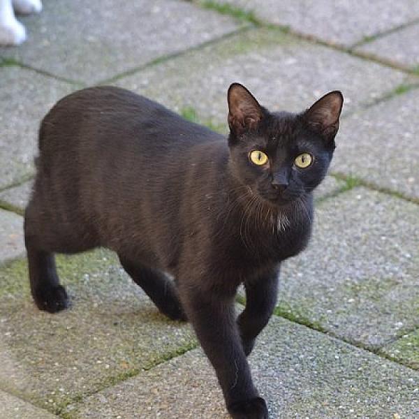 Kattenpraat