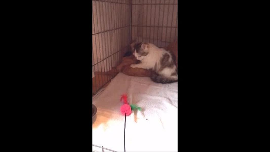Kattenpraat
