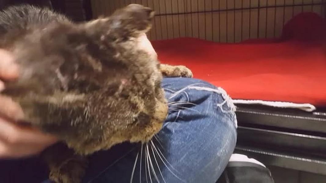 Kattenpraat