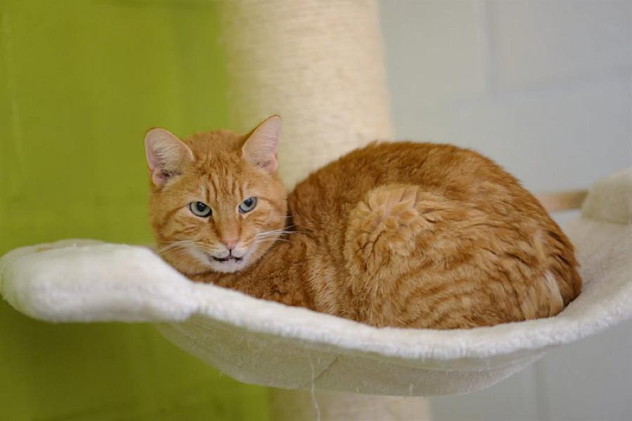 Kattenpraat