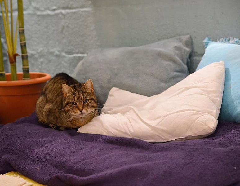 Kattenpraat