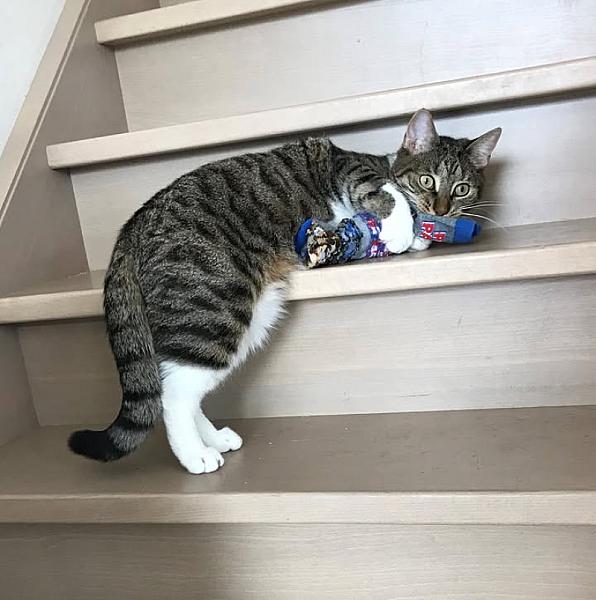 Kattenpraat
