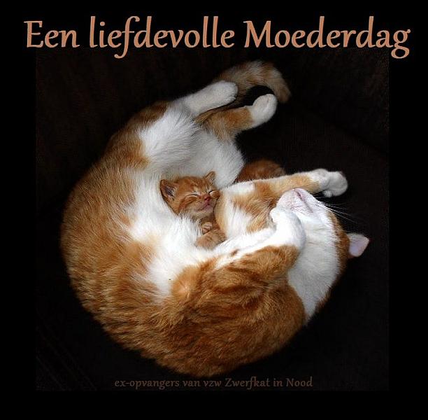 Kattenpraat