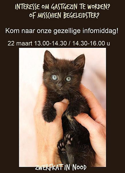 Kattenpraat