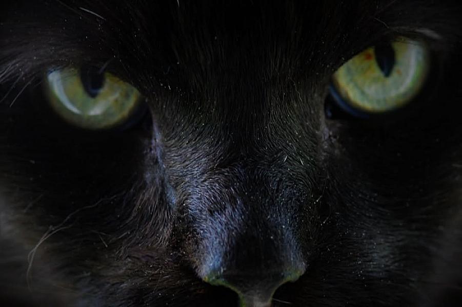 Kattenpraat