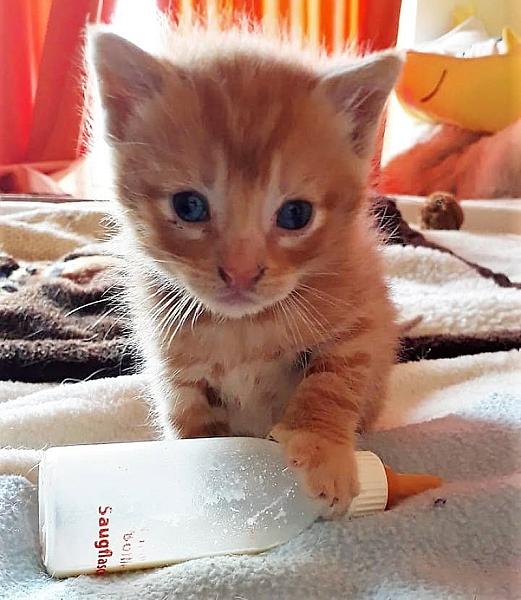 Kattenpraat