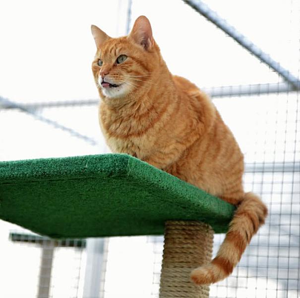 Kattenpraat