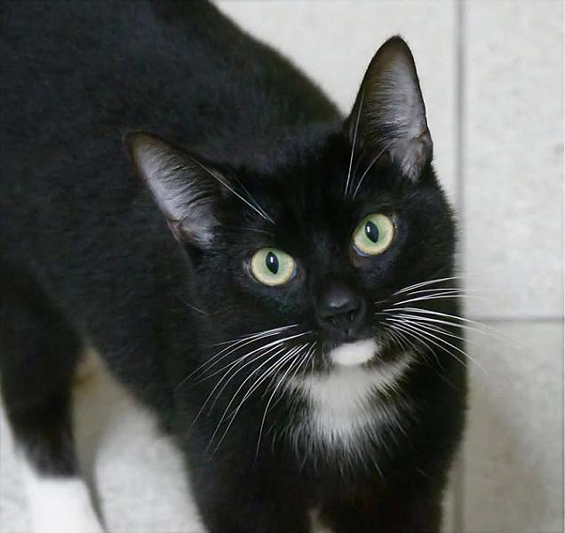 Kattenpraat