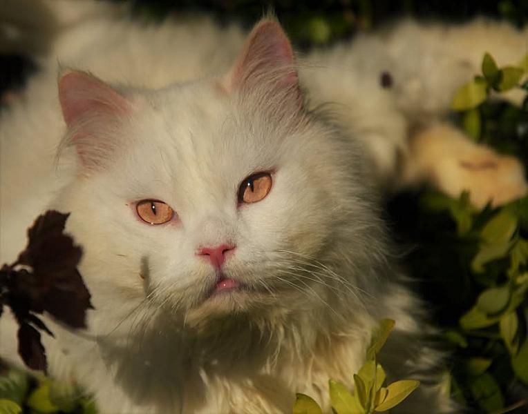 Kattenpraat