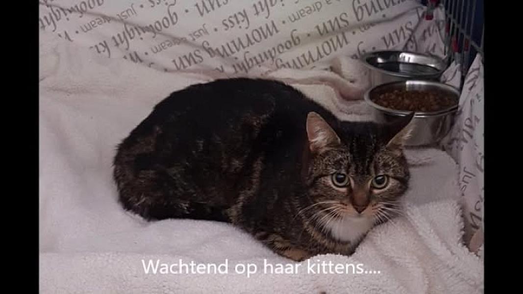 Kattenpraat