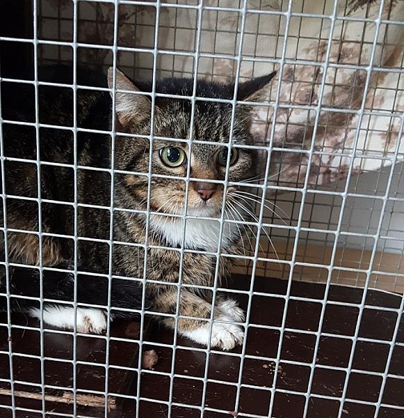 Kattenpraat