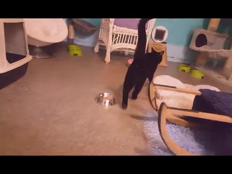 Kattenpraat