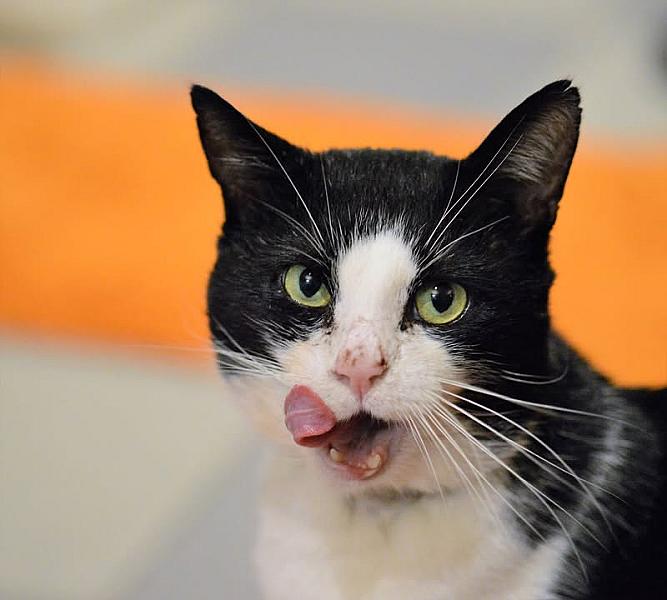Kattenpraat