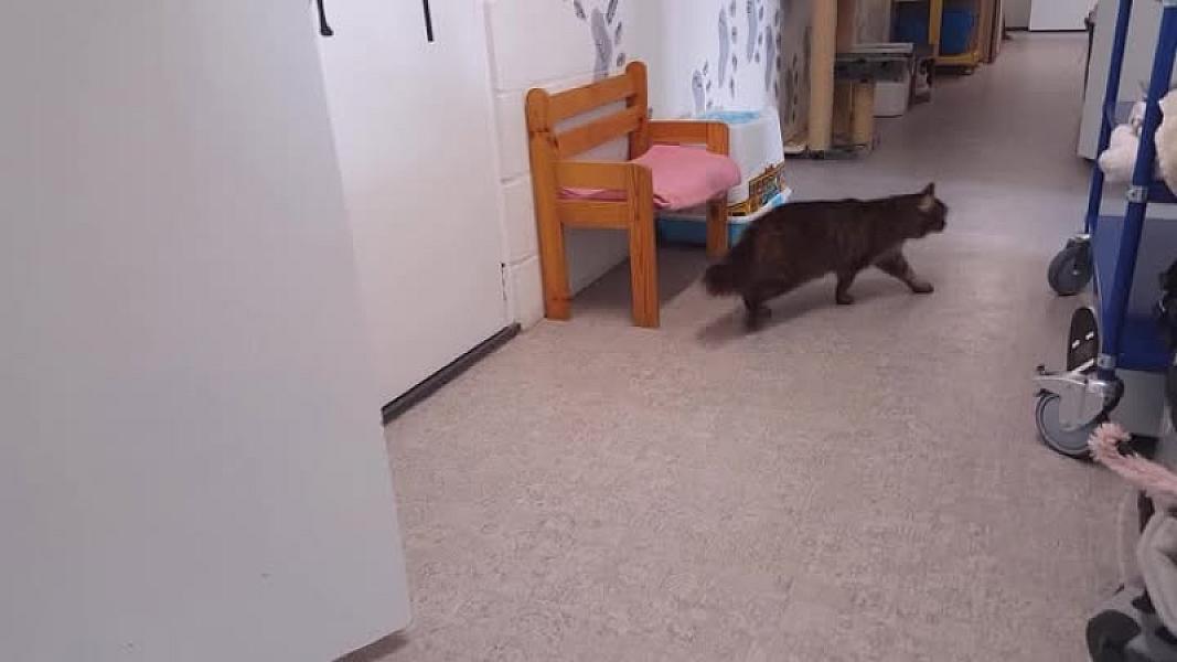 Kattenpraat