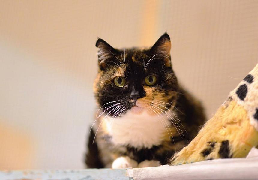 Kattenpraat