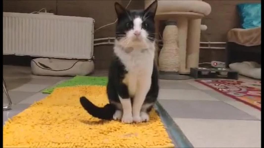 Kattenpraat