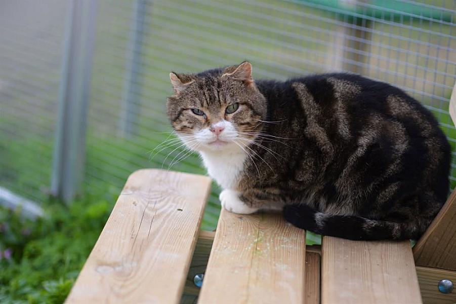 Kattenpraat