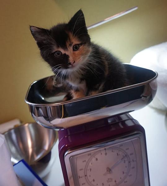 Kattenpraat