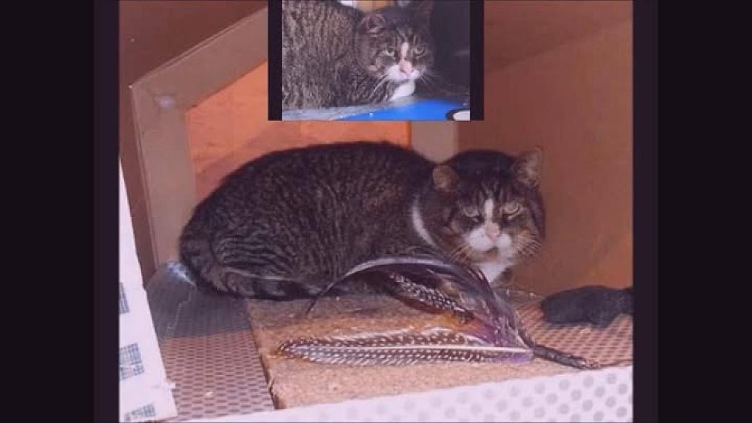 Kattenpraat