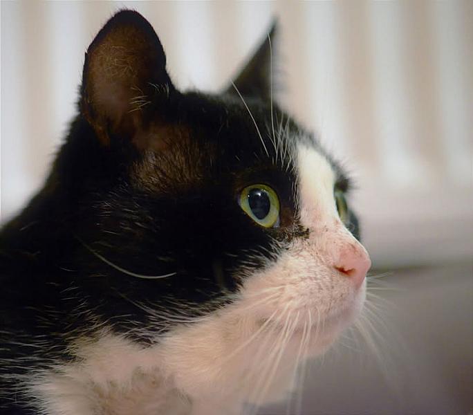 Kattenpraat