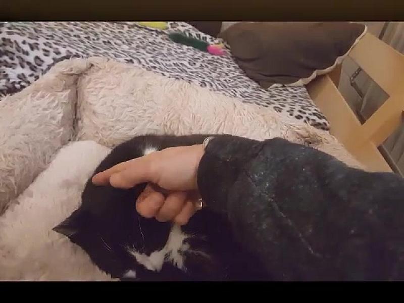 Kattenpraat