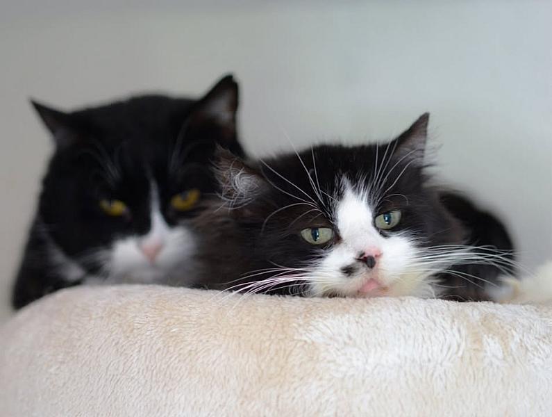 Kattenpraat