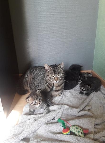 Kattenpraat