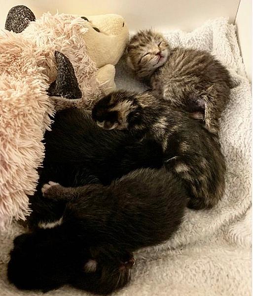 Kattenpraat