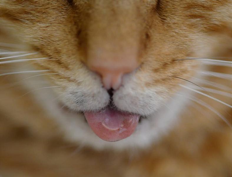 Kattenpraat