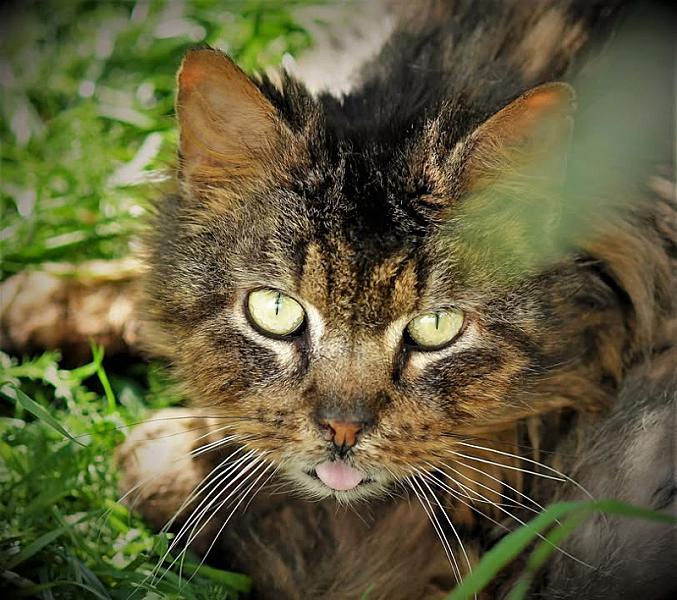 Kattenpraat