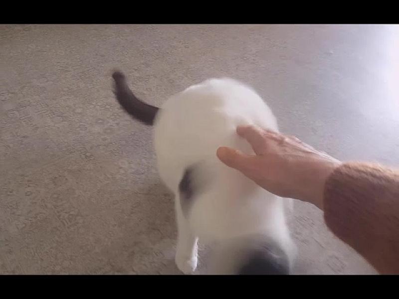 Kattenpraat