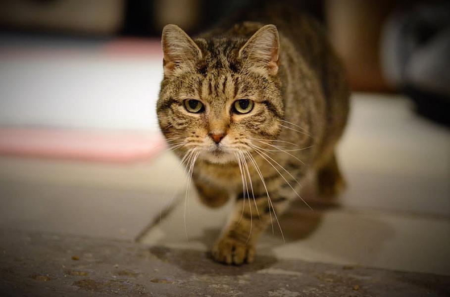 Kattenpraat