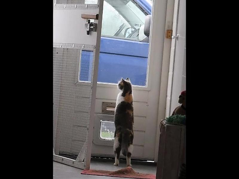 Kattenpraat
