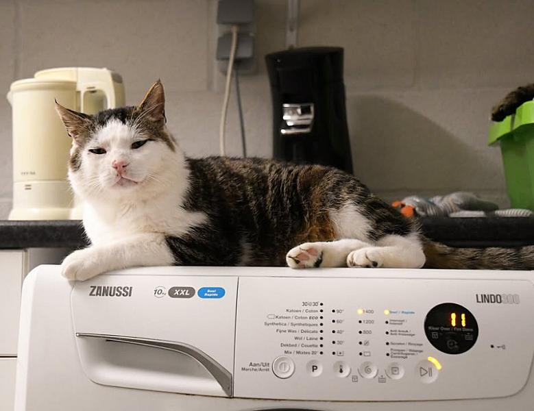 Kattenpraat