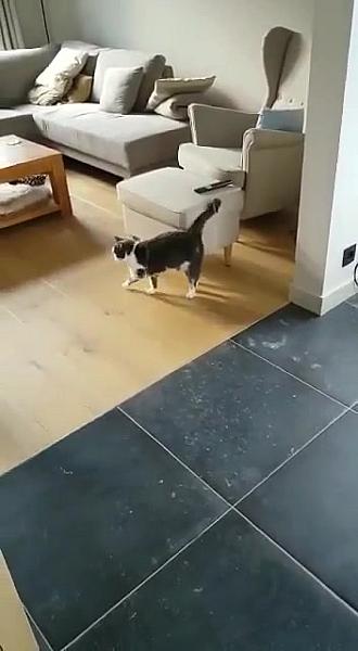 Kattenpraat