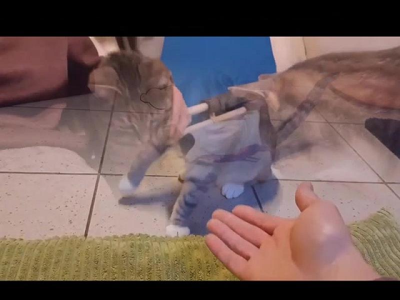 Kattenpraat