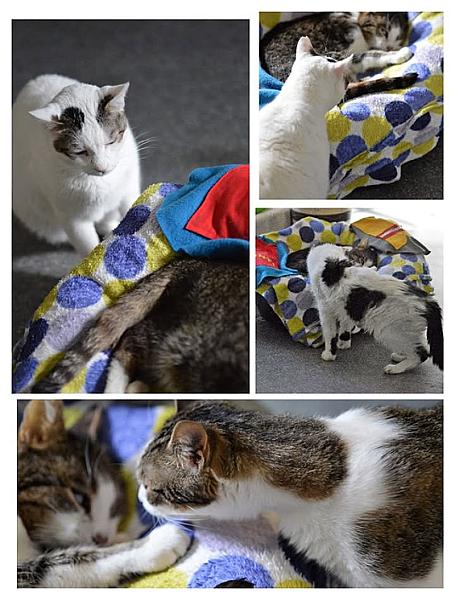 Kattenpraat