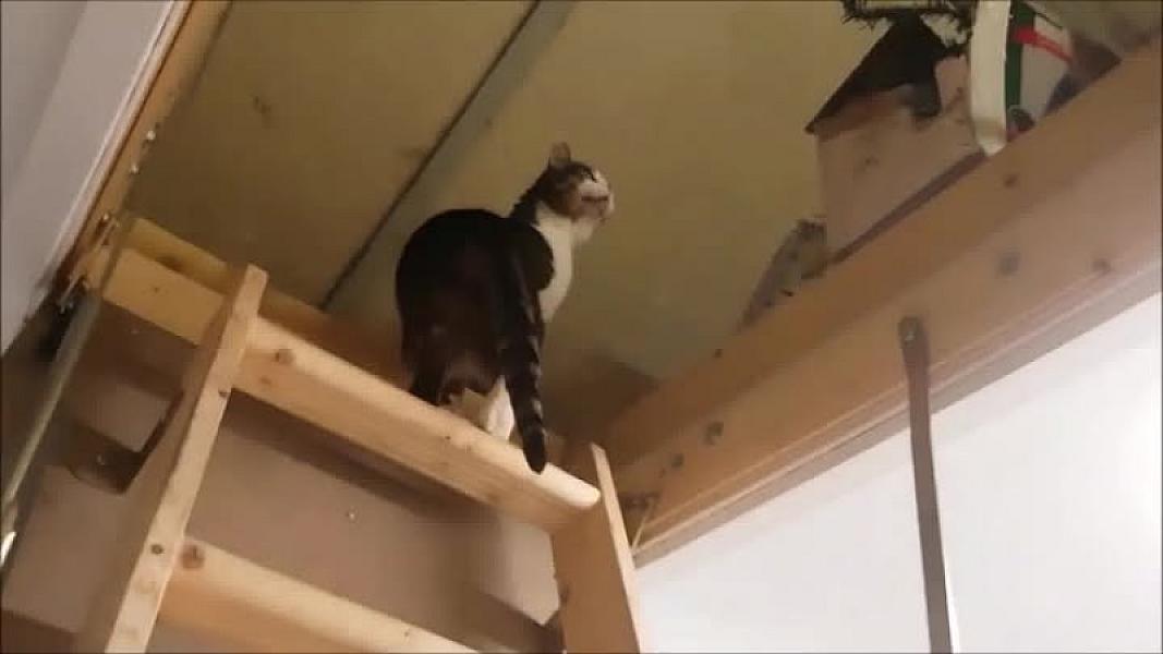 Kattenpraat