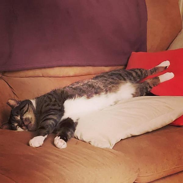 Kattenpraat