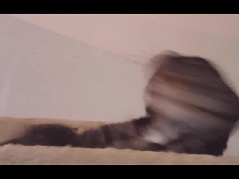 Kattenpraat