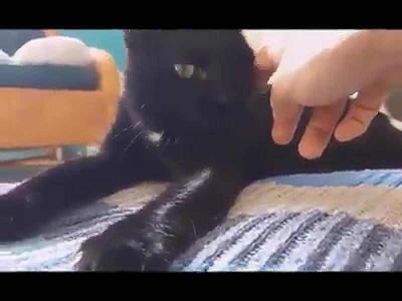 Kattenpraat