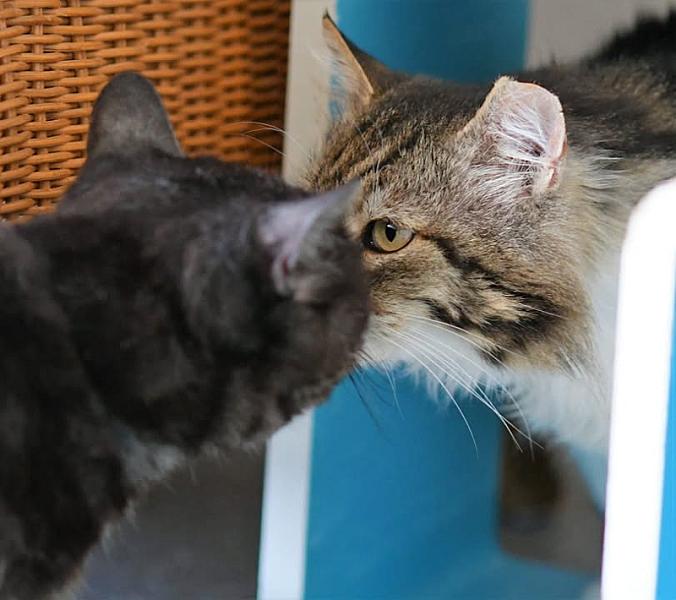 Kattenpraat