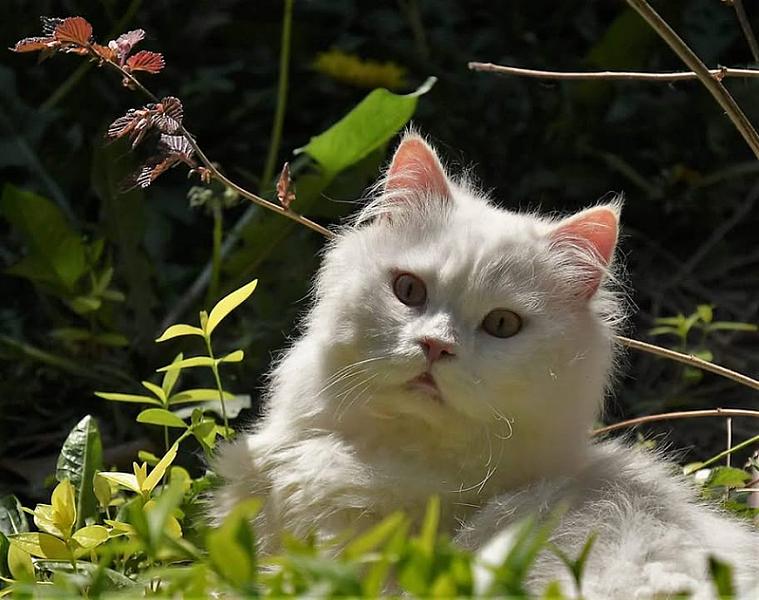 Kattenpraat