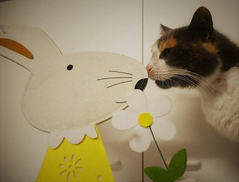 Kattenpraat