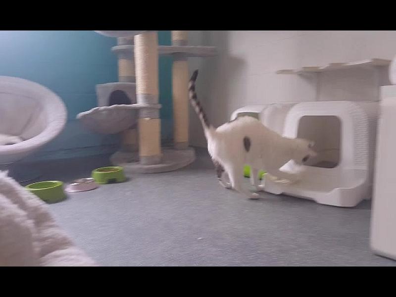 Kattenpraat
