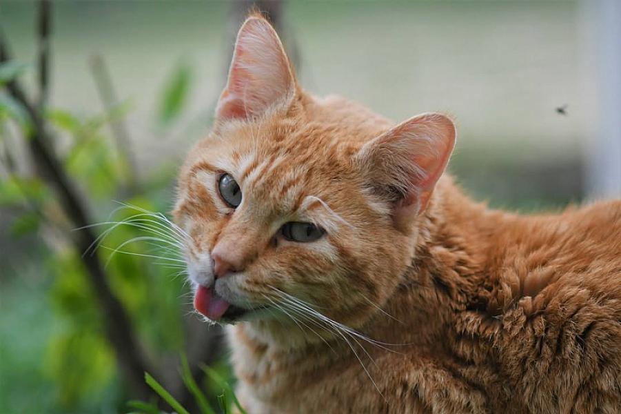 Kattenpraat