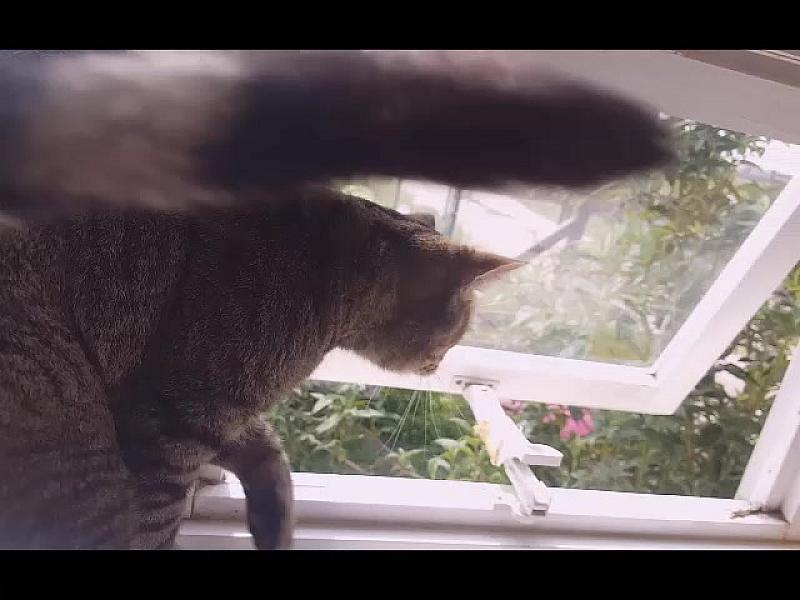 Kattenpraat